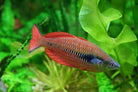 Lake Kurumoi Rainbowfish - M. parva