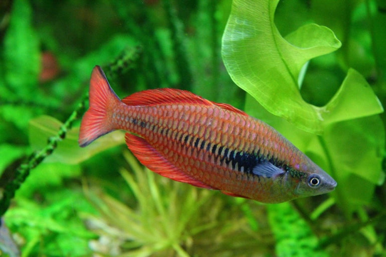 Lake Kurumoi Rainbowfish - M. parva