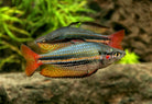 M. s. australis - Drysdale River Rainbowfish 5cm