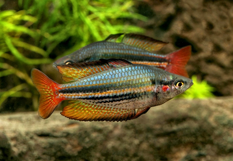M. s. australis - Drysdale River Rainbowfish 5cm