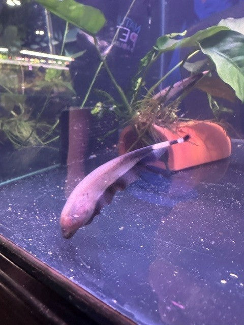 Marble Black Ghost Knifefish – Nature Aquariums