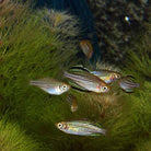 McCullochs Skull Creek Rainbowfish