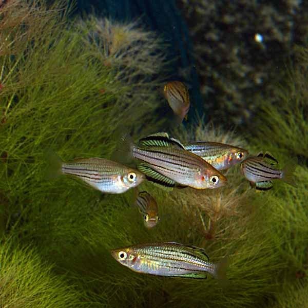 McCullochs Skull Creek Rainbowfish