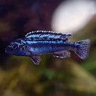 Melanochromis Maingano 4cm