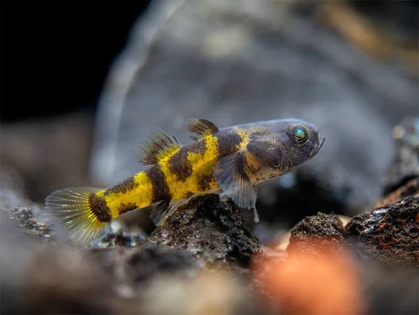 Mini/Dwarf Bumblebee Goby G. Ocelot 2cm