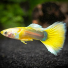 Moscow Yellow Male Guppy