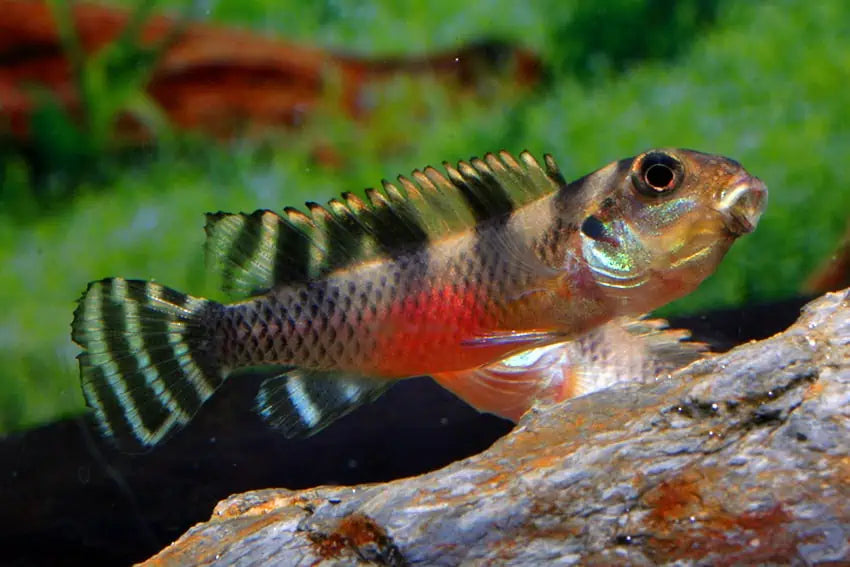 Nanochromis Transvestitus