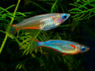 Neon Blue Medaka Rice Fish