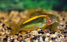 Orange Laser Corydoras