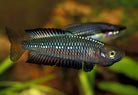 Ornate Rainbow 2cm