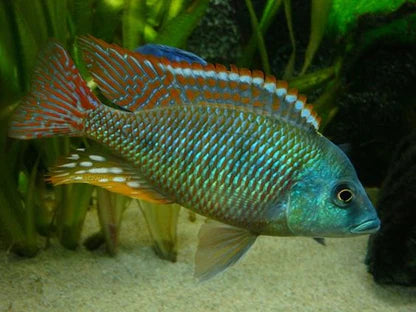 Otopharynx Tetrastigma