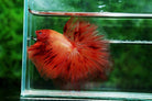 Half Moon Armaggedon Betta Male