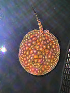 P14 Galaxy Freshwater Stingray 10-15cm Male