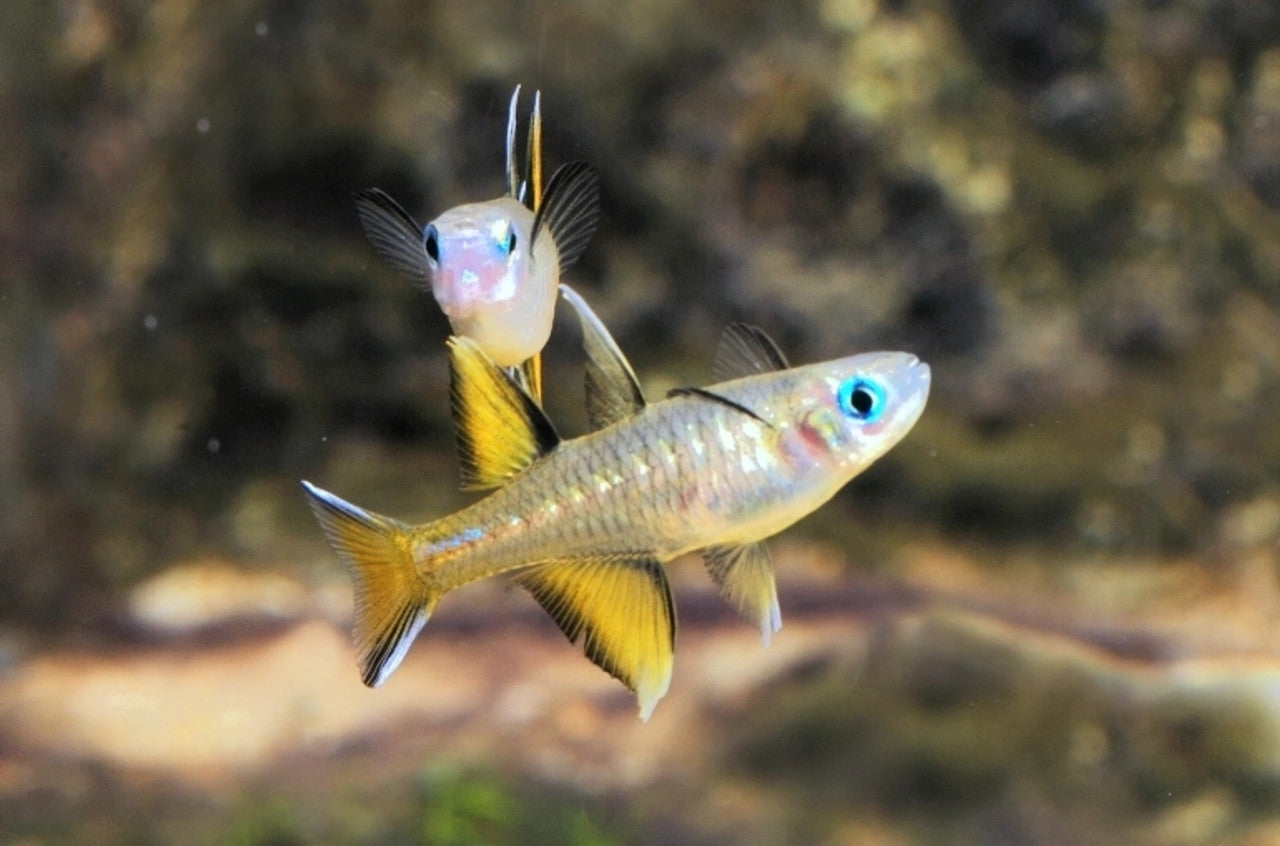 Golden Blue Eye