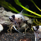 Panda Angelfish 6cm