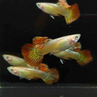 Phoenix Guppy Pair