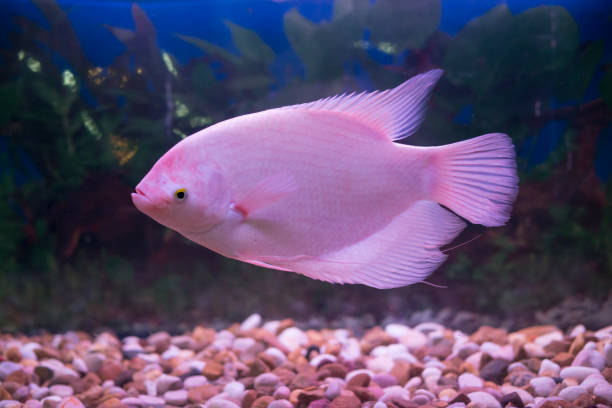 Pink Giant Gourami 10cm