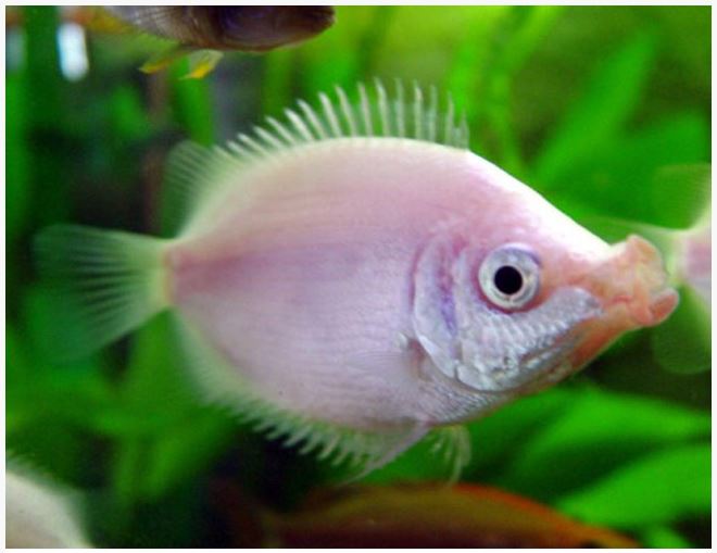 Pink Kissing Balloon Gourami