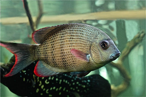 Pinstripe Damba Cichlid (P. Menarambo)