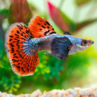 Platinum Koi Dumbo Guppy Pair