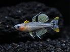 Pseudomugil gertrudae - Spotted blue eye (Chartu island)