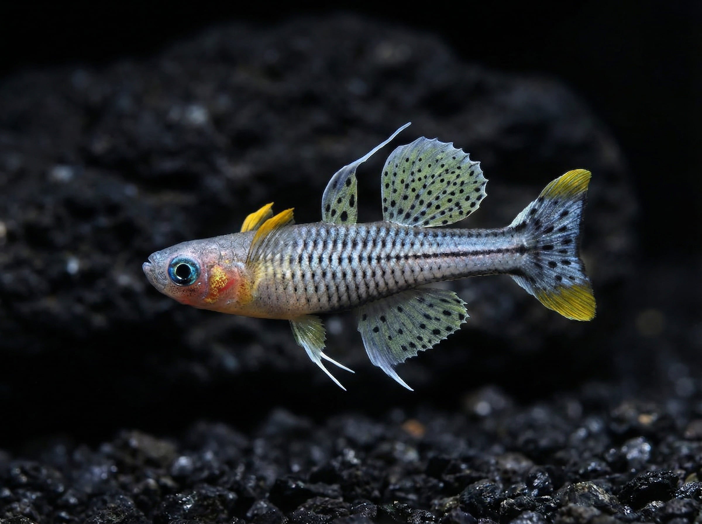 Pseudomugil gertrudae - Spotted blue eye (Chartu island)