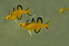 Pseudomugil mellis - Honey blue eye