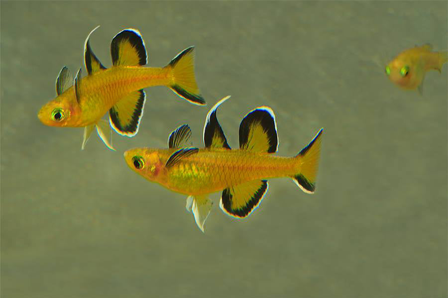 Pseudomugil mellis - Honey blue eye