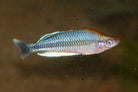 Pygmy Rainbow