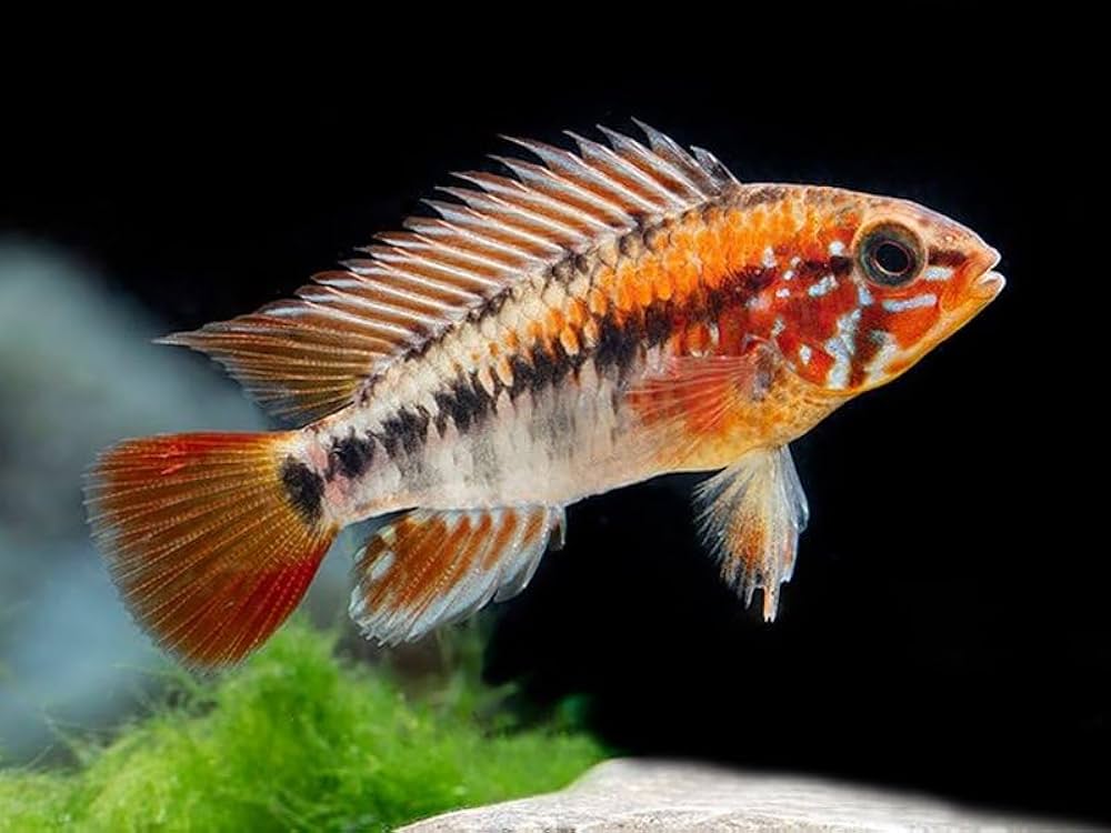 Apistogramma macmasteri