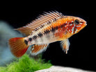 Apistogramma macmasteri