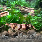 Raccoon Black Shrimp