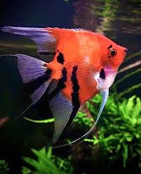 Red Devil Angelfish A Grade - Adult