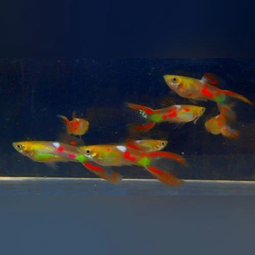 Red Lyretail Guppy Male