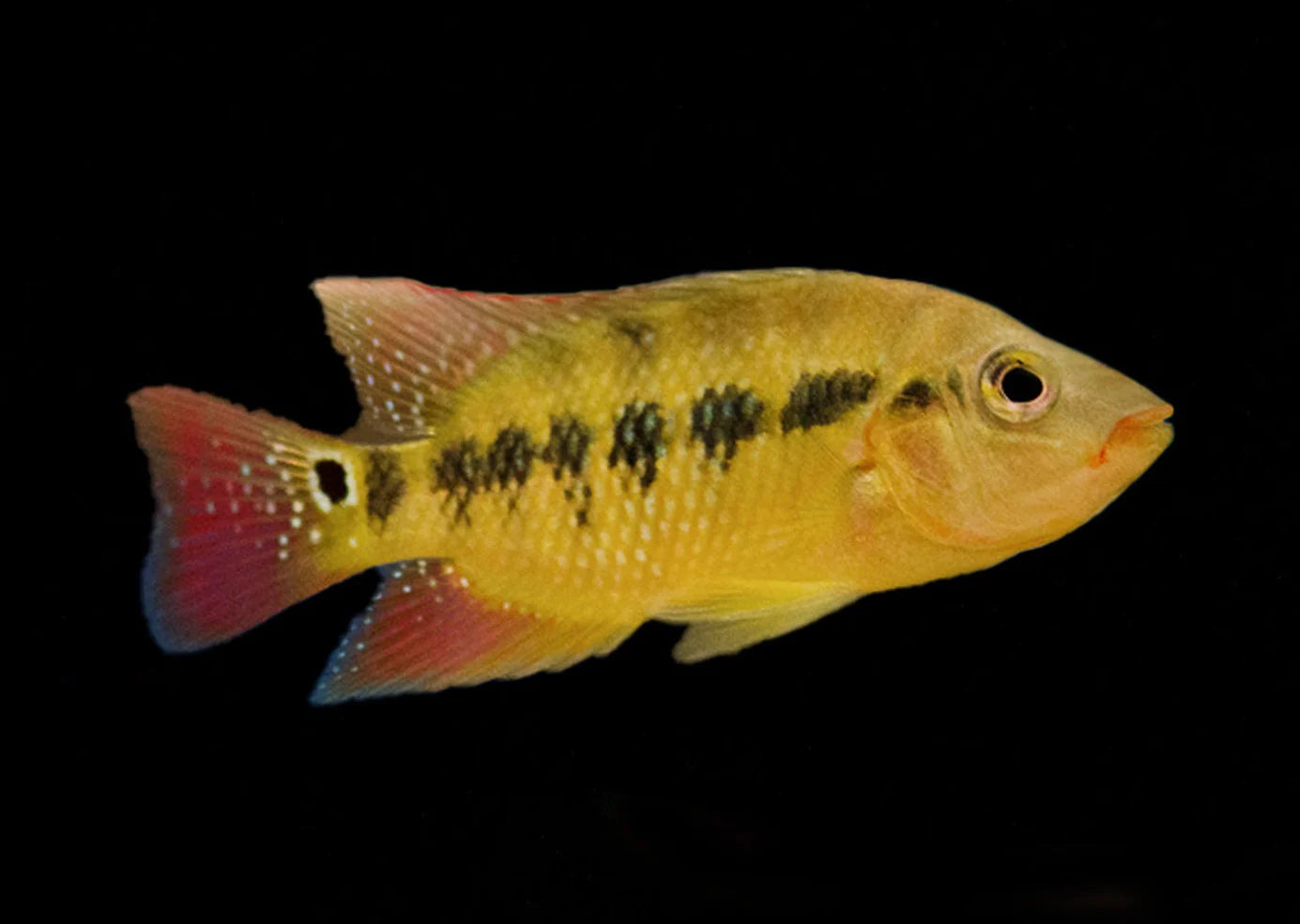 Red Terror Cichlid