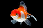 AAA GRADE Thai Red and White Shortbody Oranda 17cm
