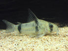 Reynoldsi Corydoras