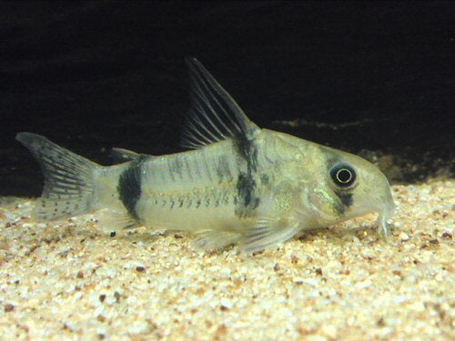 Reynoldsi Corydoras