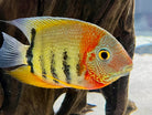 Rotkeil Severum 5cm
