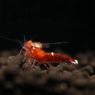 Ruby Red Shrimp