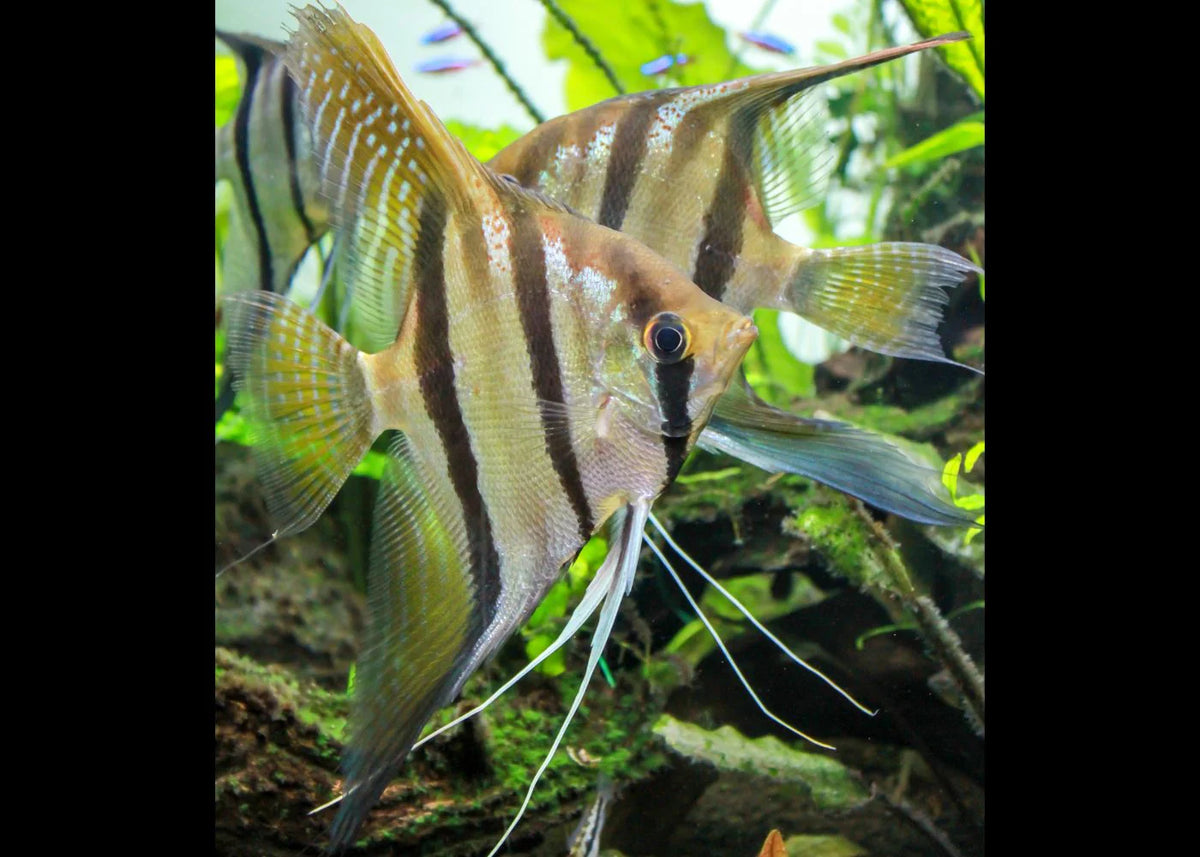 Santa Isabel Angelfish – Nature Aquariums