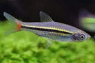Siamese Dwarf Rasbora