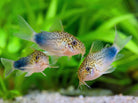 Corydora similis