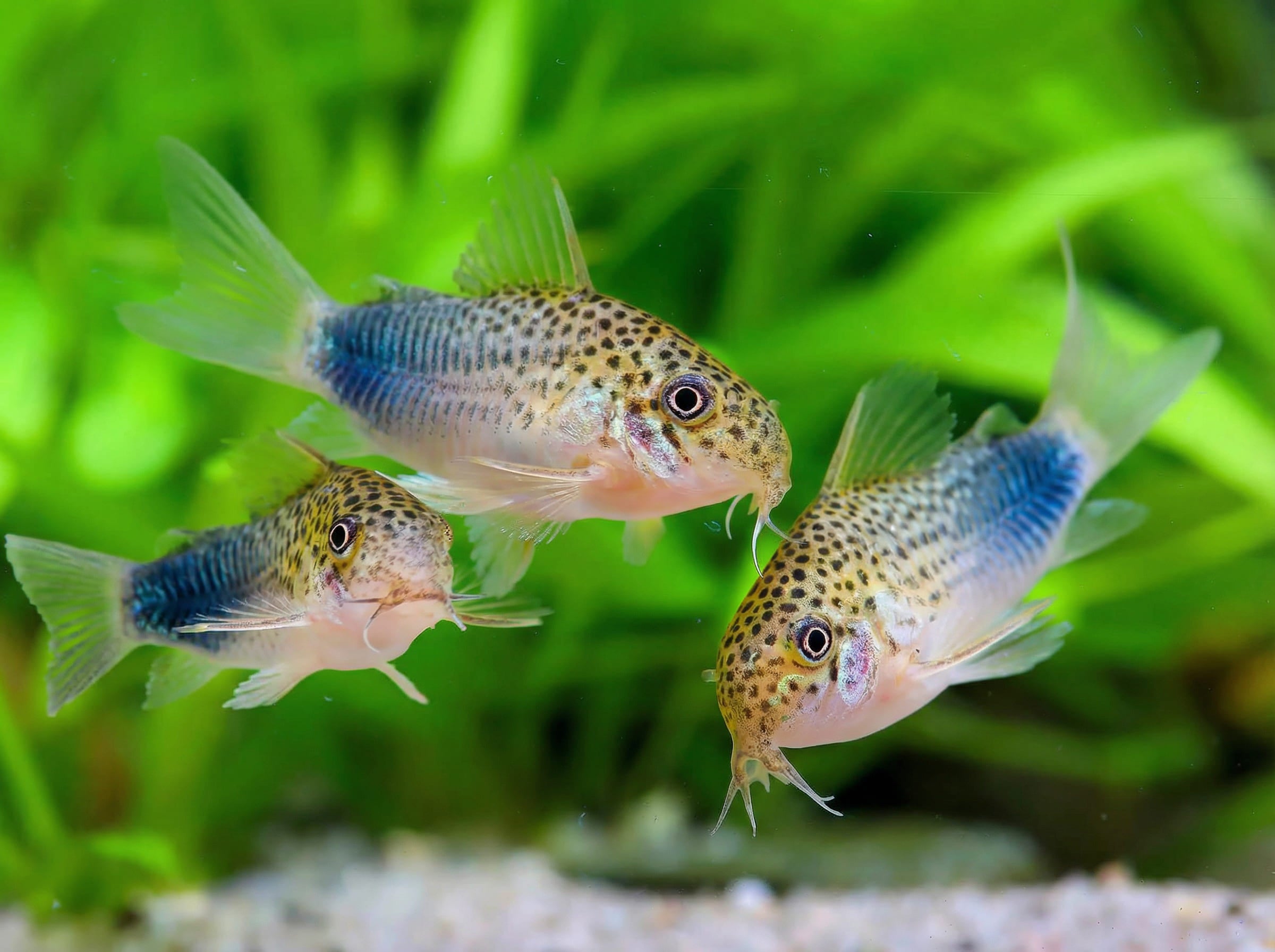 Corydora similis