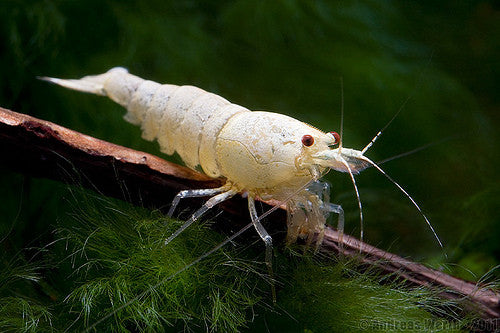 Snow White Shrimp