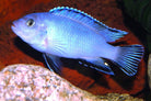 Socolofi Pindani