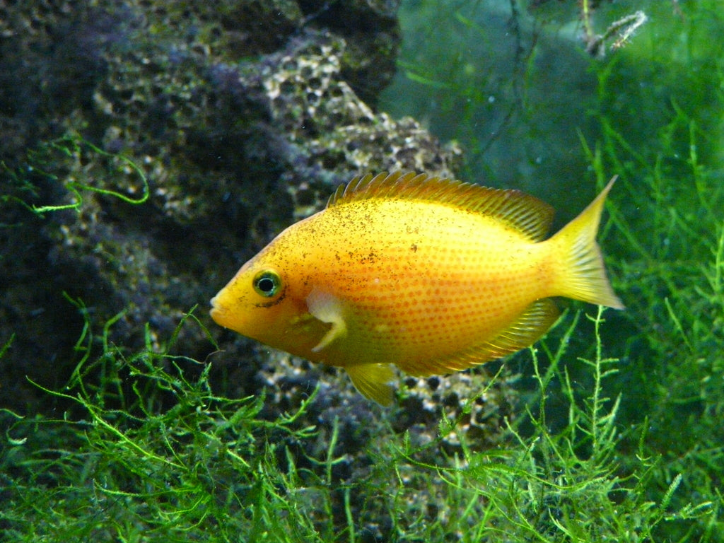 Sri Lanka Orange Chromide 5cm