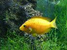 Sri Lanka Orange Chromide 5cm