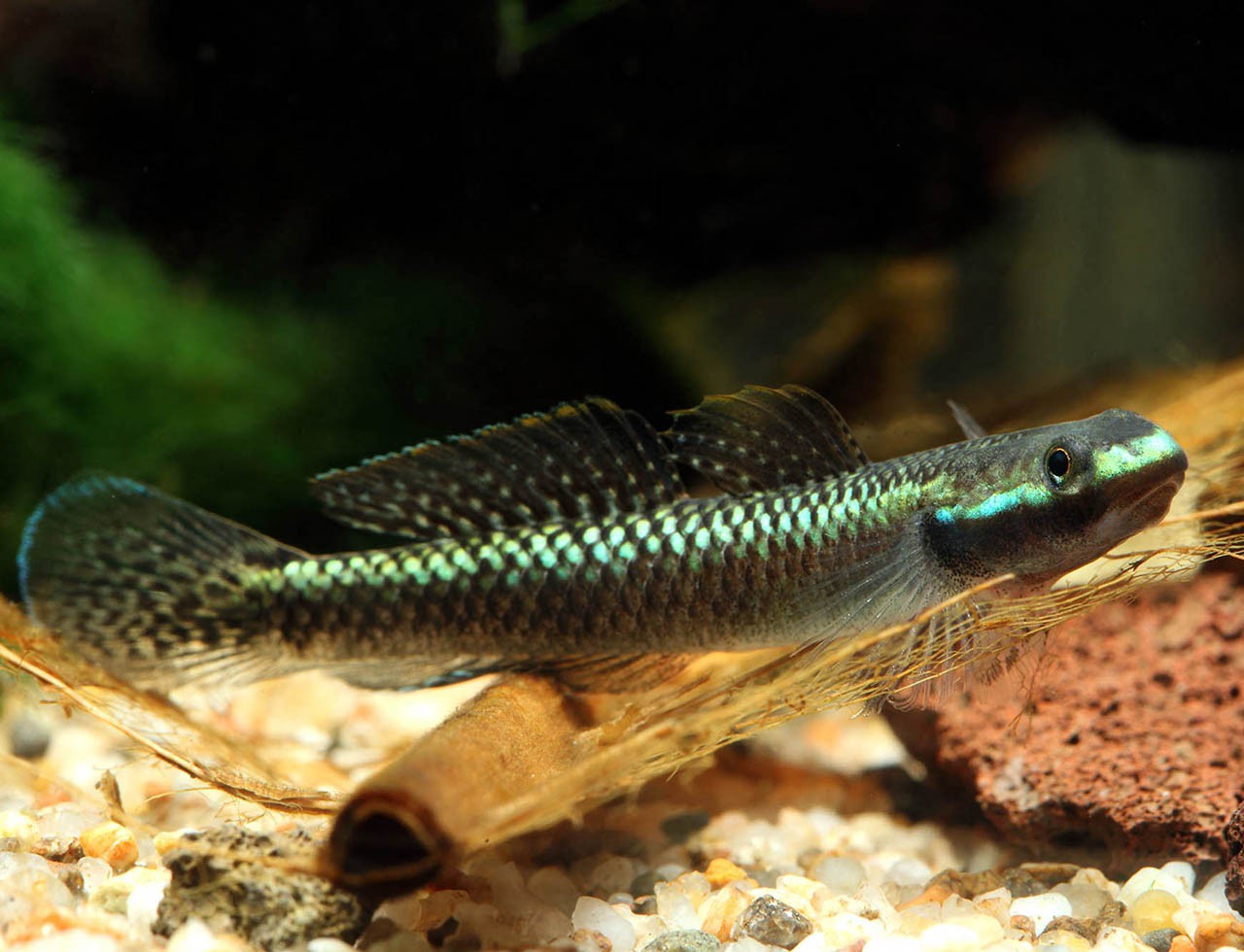 Blue Neon Goby