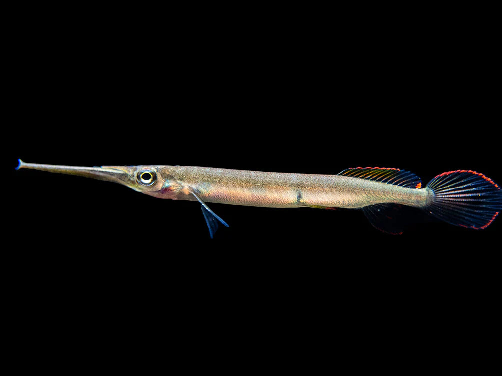 Three Spot Halfbeak